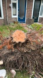 Taxus boomstronk voor houtbewerking, Ophalen, Bloeit niet, Overige soorten