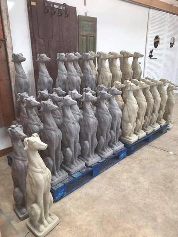 windhonden beelden beschikbaar voor biedingen