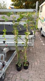Budget partij hedera 120 stuks hoog 150/175 prijs 3,95 pst, Ophalen, Vaste plant, Halfschaduw, Klimplanten