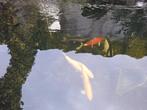 9 koi vissen / karper, Karper of Koi
