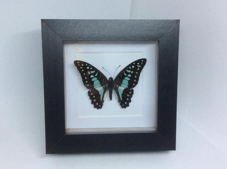 vlinder Graphium Doson, Verzamelen, Dierenverzamelingen, Nieuw, Opgezet dier, Overige soorten, Ophalen of Verzenden