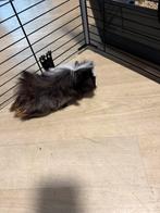 Jonge cavia’s, Dieren en Toebehoren, Knaagdieren, Cavia, Augustus, Meerdere dieren, Tam