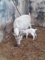 Bok zonder horens, Dieren en Toebehoren, Schapen, Geiten en Varkens, Mannelijk, Geit, 0 tot 2 jaar