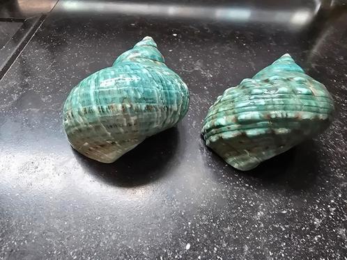 mooie grote groene gepolijste Turbo schelpen, Verzamelen, Mineralen en Fossielen, Schelp(en), Ophalen of Verzenden