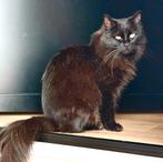 Lieve poes zoekt rustig huisje, Dieren en Toebehoren, Poes, Gechipt, 3 tot 5 jaar