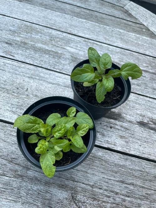 🪻🐝 Prunella vulgaris bijenkorfje brunel paarse bloem, Tuin en Terras, Planten | Tuinplanten, Vaste plant, Overige soorten, Volle zon