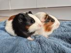 2 lieve cavia beertjes, Dieren en Toebehoren, Knaagdieren, September, Mannelijk, Cavia