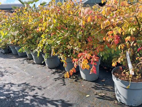 Euonymus alatus 100x80 cm kardinaalsmuts prachtige herfst, Tuin en Terras, Planten | Struiken en Hagen, Struik, Overige soorten