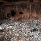 Hen en haan, Dieren en Toebehoren, Pluimvee, Meerdere dieren, Kip