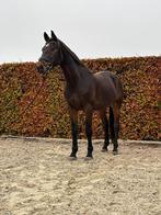 Grote brave allrounder ruin, Jack Daniels, Dieren en Toebehoren, Paarden, 175 cm of meer, B, Gechipt, Ruin