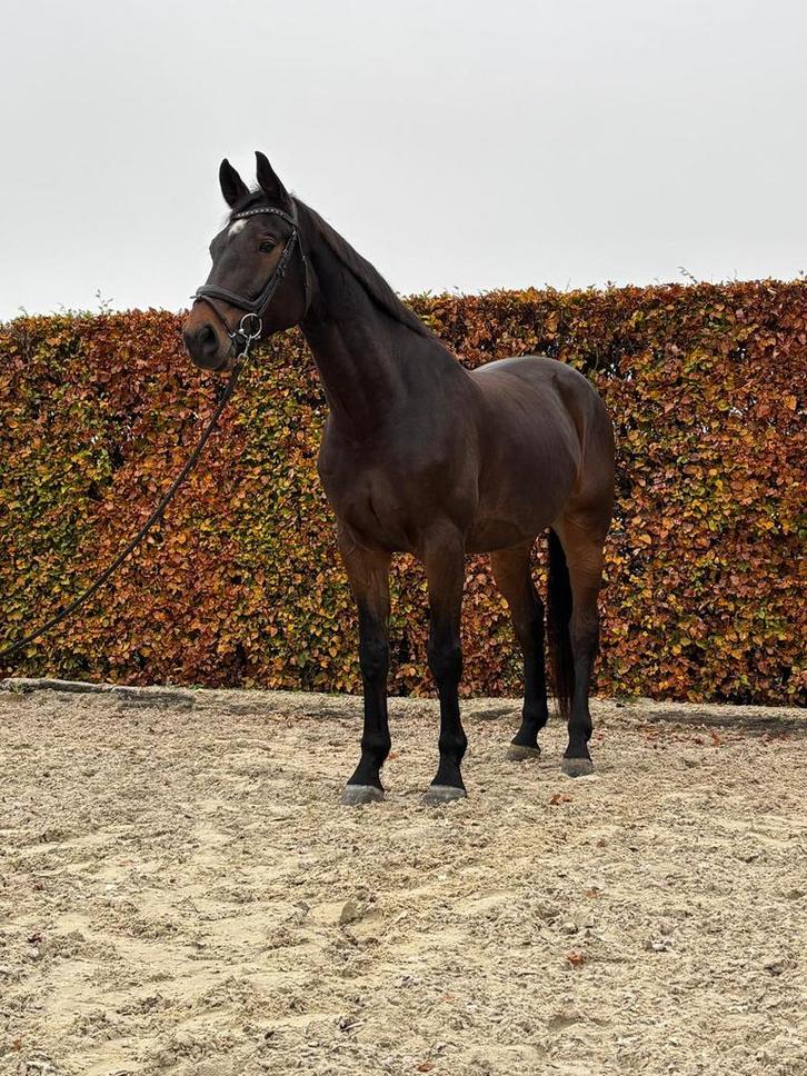 Grote brave allrounder ruin, Jack Daniels, Dieren en Toebehoren, Paarden, Ruin, B, 175 cm of meer, 11 jaar of ouder, Met stamboom