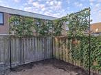 Groenblijvende leibomen opmaat, Tuin en Terras, Planten | Bomen, Bloeit niet, Leiboom, Halfschaduw, Ophalen of Verzenden