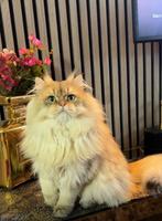 Brits langhaar dekkater-ervaring (NIET TE KOOP), 0 tot 2 jaar