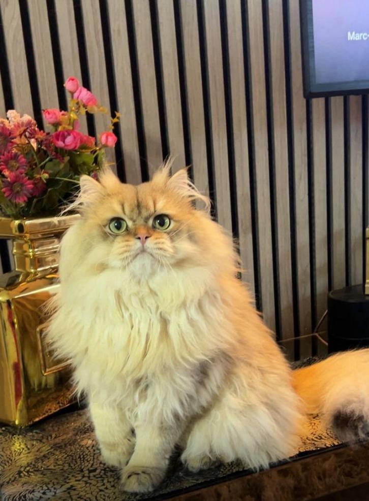 Brits langhaar dekkater-ervaring (NIET TE KOOP), Dieren en Toebehoren, Katten en Kittens | Dekkaters, 0 tot 2 jaar