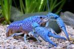 Florida kreeftjes, Kreeft, Krab of Garnaal, Zoetwatervis