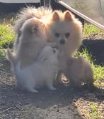 Pomeriaan  puppy's, Dieren en Toebehoren, Honden | Chihuahua's en Gezelschapshonden, Overige rassen, 8 tot 15 weken, Meerdere