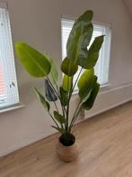 Nieuwe kunstplant strelitzia 180cm, Huis en Inrichting, Kamerplanten, Ophalen, Halfschaduw, 150 tot 200 cm
