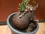 Mestoklema tuberosum, caudex plant, succulent, houseplant, Huis en Inrichting, Kamerplanten, Verzenden, Overige soorten, Minder dan 100 cm