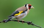 Gezocht, Meerdere dieren, Wildzangvogel, Geringd
