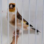 Majoor putter man, Dieren en Toebehoren, Vogels | Overige Vogels, Mannelijk, Wildzangvogel, Geringd