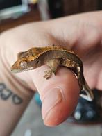 Tricolor wimpergekko, Dieren en Toebehoren