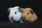 2 california baby beertjes, Dieren en Toebehoren, Cavia, Mannelijk, November, Tam