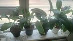 Spathiphyllum, Ophalen of Verzenden, Overige soorten, Minder dan 100 cm
