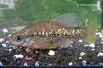 Chapalychtis Pardalis jongen te koop, Dieren en Toebehoren, Vissen | Aquariumvissen, Vis