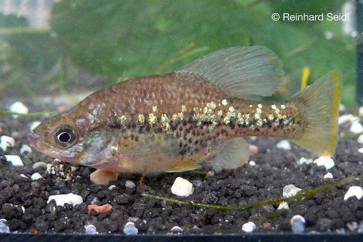 Chapalychtis Pardalis jongen te koop, Dieren en Toebehoren, Vissen | Aquariumvissen, Vis