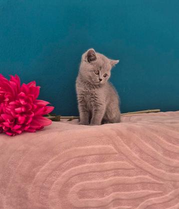 Britse korthaar kittens blauw poesjes  beschikbaar voor biedingen