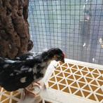 Serama’s hen, haan en 3 onverwante kuikens, Dieren en Toebehoren, Pluimvee, Meerdere dieren, Kip