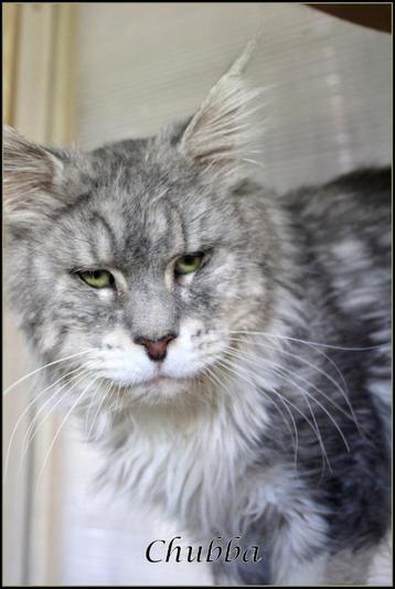 pracht maine coon's: zilver met wit,Creme gemarmerd,blue tab beschikbaar voor biedingen