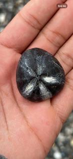 Zee egel fossiel, Ophalen, Fossiel