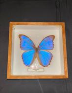 Morpho didius vlinder uit peru ingelijst, Ophalen, Zo goed als nieuw, Hout, Minder dan 50 cm