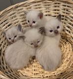 Lieve prachtige ragdoll x heilige birmaan kittens, Dieren en Toebehoren, Meerdere dieren, Gechipt