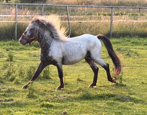 Prachtige few spot shetlander hengst, Dieren en Toebehoren, Pony's, Hengst, A pony (tot 1.17m), Recreatiepony, 0 tot 2 jaar