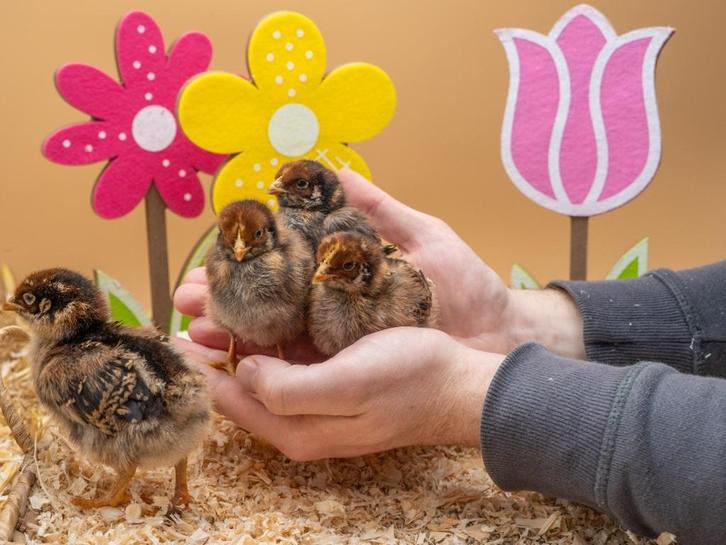 Barnevelder kuikens bruin gezoomd hennen, gesekst en ingeënt, Dieren en Toebehoren, Pluimvee, Kip, Vrouwelijk