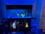 Waterbox 710 l zeeaquarium met sump, Dieren en Toebehoren, Ophalen of Verzenden, Gebruikt, Gevuld zoetwateraquarium