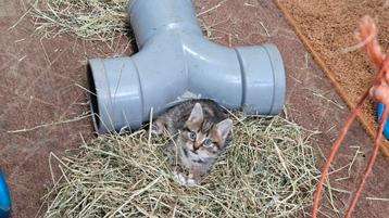 Mooie jonge poesjes, kittens beschikbaar voor biedingen