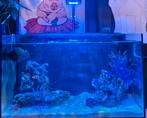 Aqua medic Yasha 70, Dieren en Toebehoren, Vissen | Aquaria en Toebehoren, Ophalen, Zo goed als nieuw, Gevuld zeewateraquarium
