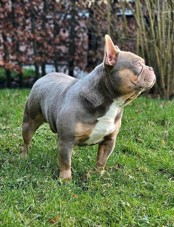🥰Schitterende Dekreu isabella & tan franse bulldog Sjors 🥰 beschikbaar voor biedingen