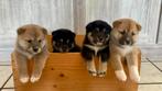Shiba Inu (België Genk), België, Fokker | Hobbymatig, Rabiës (hondsdolheid), 8 tot 15 weken