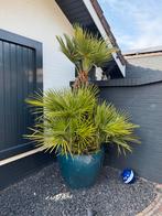 Winterharde Palmboom in Pot, Volle zon, Vaste plant, Bloeit niet, Ophalen