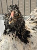 Tam haantje 29/9, Dieren en Toebehoren, Mannelijk, Tam