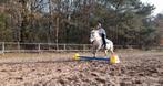 Sienna Appaloosa B/C pony, C pony (1.27m tot 1.37m), Gechipt, B, 11 jaar of ouder