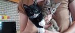 Kitten, Ophalen, Nieuw