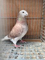 Showracer, Dieren en Toebehoren, Vogels | Duiven, Mannelijk