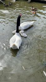 Watersiervogels, Meerdere dieren, Gans of Zwaan