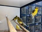 Mooie mannelijke kanaries | Goede zangvogel | Kanarie, Mannelijk, Kleurkanarie