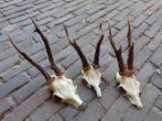 Lot geweitjes gewei reebok ree schedel landelijk, Ophalen of Verzenden, Gebruikt, Hert, Schedel